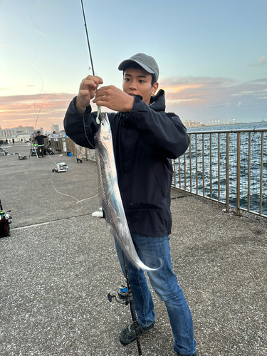 タチウオの釣果