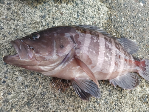 マハタの釣果