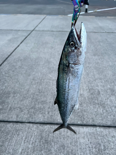 サゴシの釣果