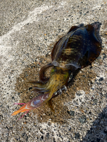 アオリイカの釣果