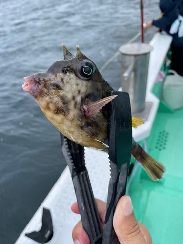 ウミスズメの釣果