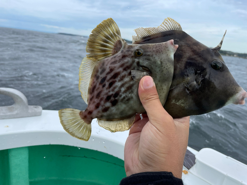 カワハギの釣果