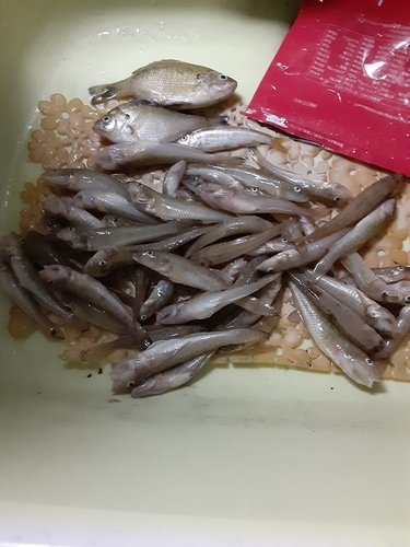 ハゼの釣果