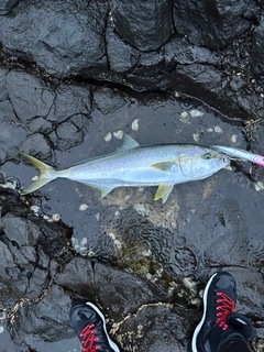 ヒラマサの釣果