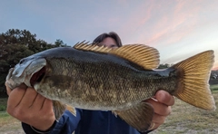 スモールマウスバスの釣果