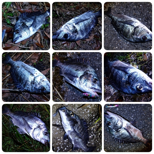 クロダイの釣果