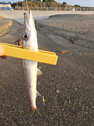 カマスの釣果