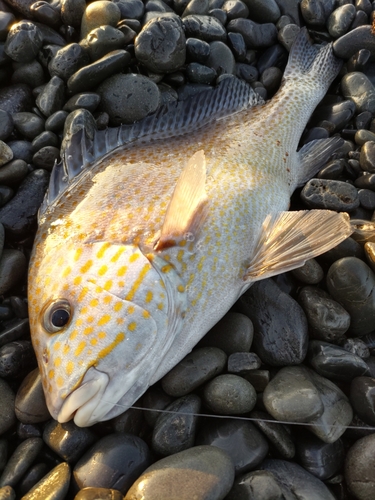 コロダイの釣果