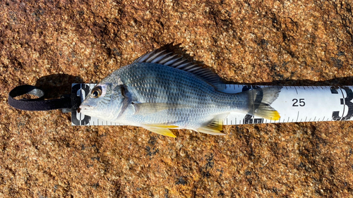 キチヌの釣果