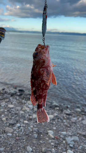 アラカブの釣果