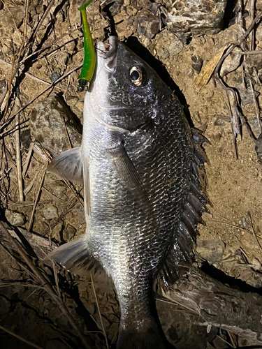 チヌの釣果