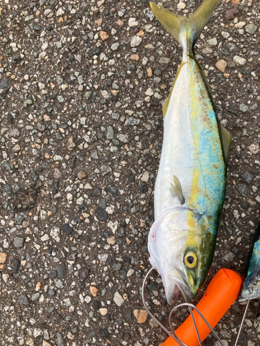 ツバイソの釣果