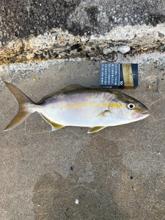 ショゴの釣果