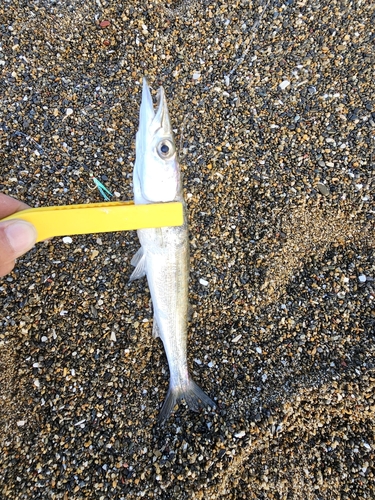 カマスの釣果