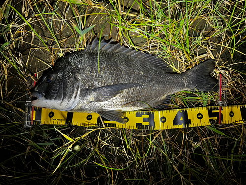 クロダイの釣果