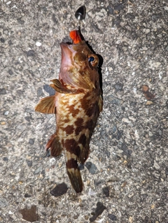 カサゴの釣果