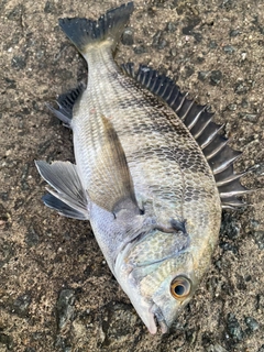 チヌの釣果