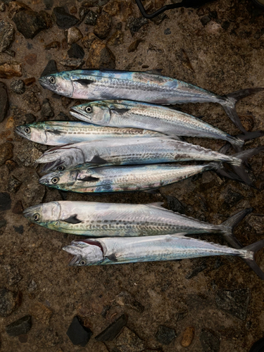 サゴシの釣果