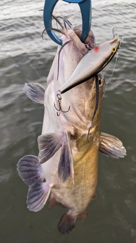 アメリカナマズの釣果