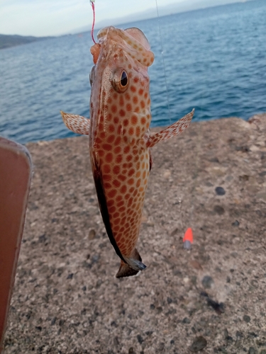 オオモンハタの釣果