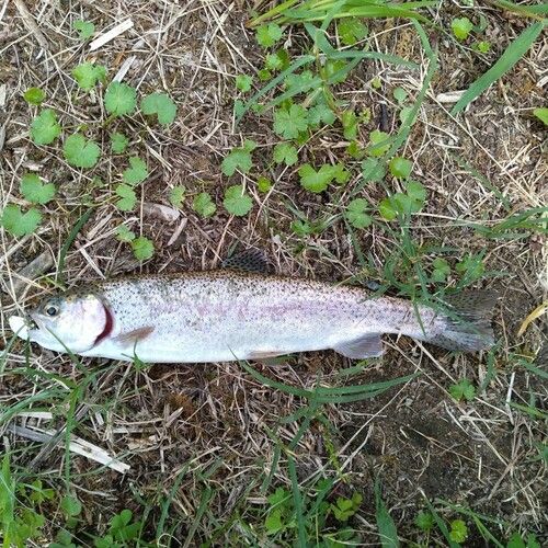 ニジマスの釣果