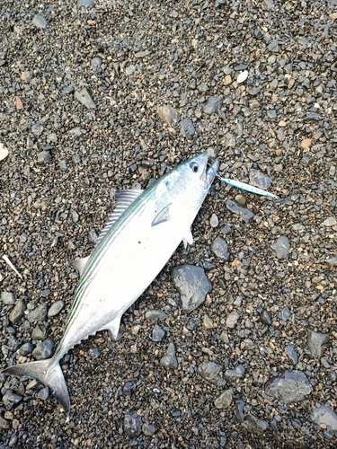 ハガツオの釣果