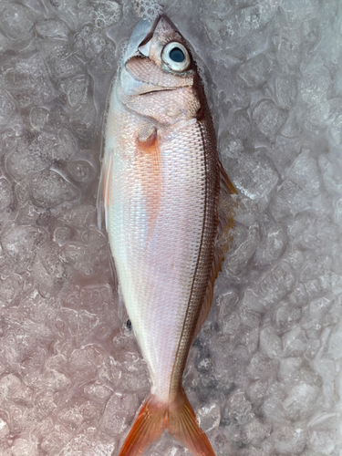 ヒメダイの釣果