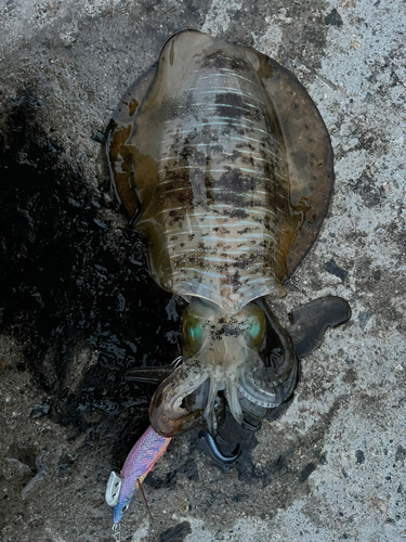 アオリイカの釣果