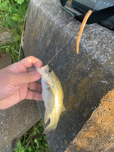 ブラックバスの釣果