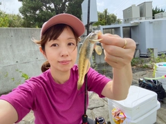 ハゼの釣果