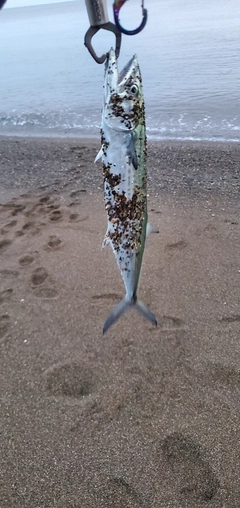 サゴシの釣果