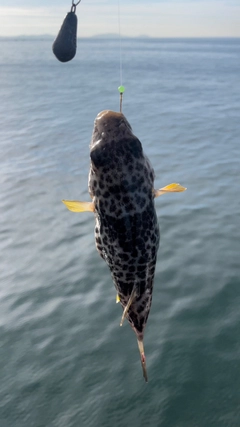 フグの釣果