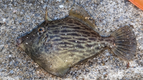 カワハギの釣果