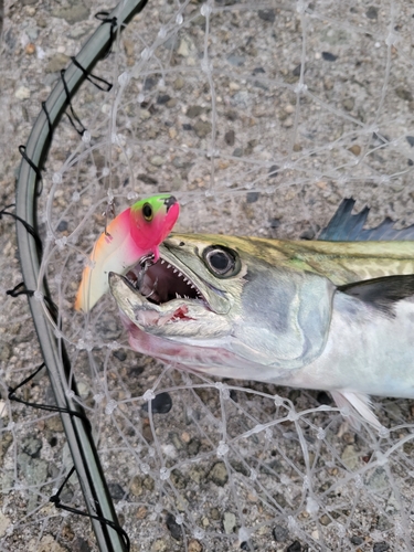 サゴシの釣果