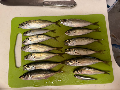 アジの釣果