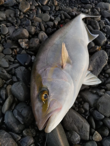 カンパチの釣果