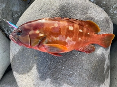 アカハタの釣果