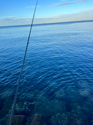 ダツの釣果