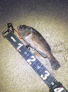 クロソイの釣果