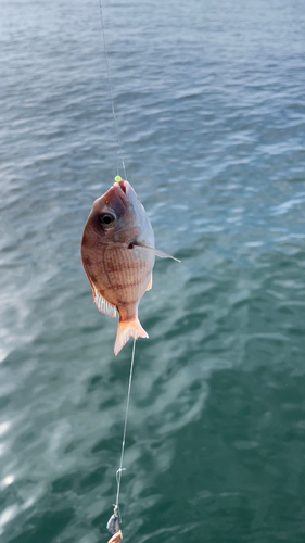 タイの釣果