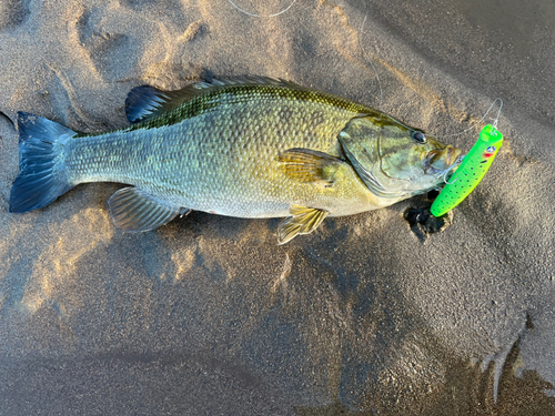 スモールマウスバスの釣果