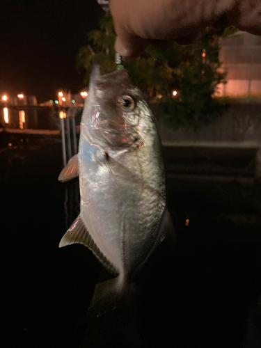 メッキの釣果