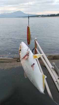 ショゴの釣果