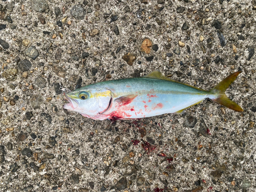 ツバイソの釣果