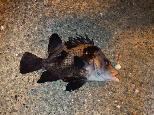 ヒゲダイの釣果