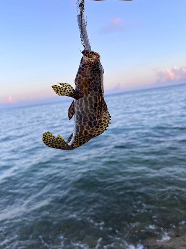 イシミーバイの釣果