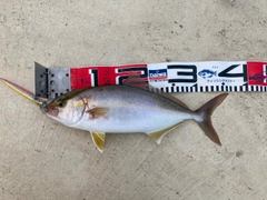 ネリゴの釣果