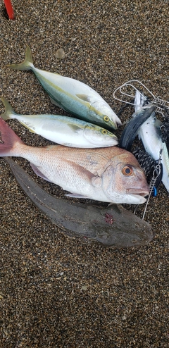 マダイの釣果