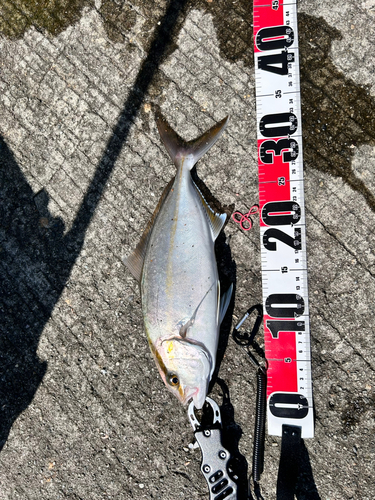 カンパチの釣果