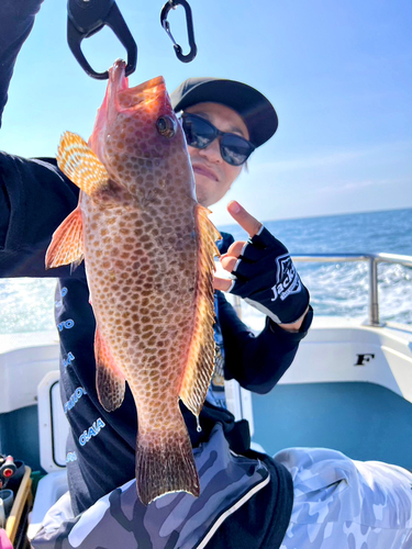 オオモンハタの釣果